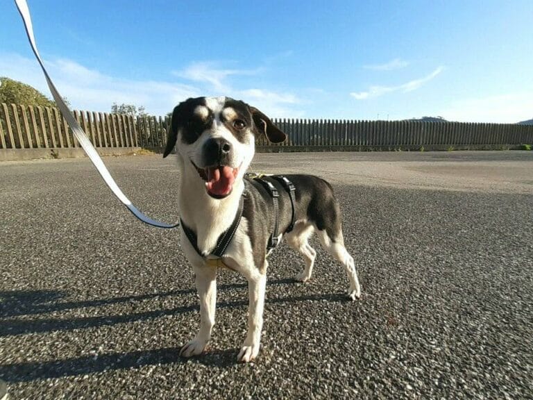 Cane bianco e nero su una strada sterrata con un guinzaglio