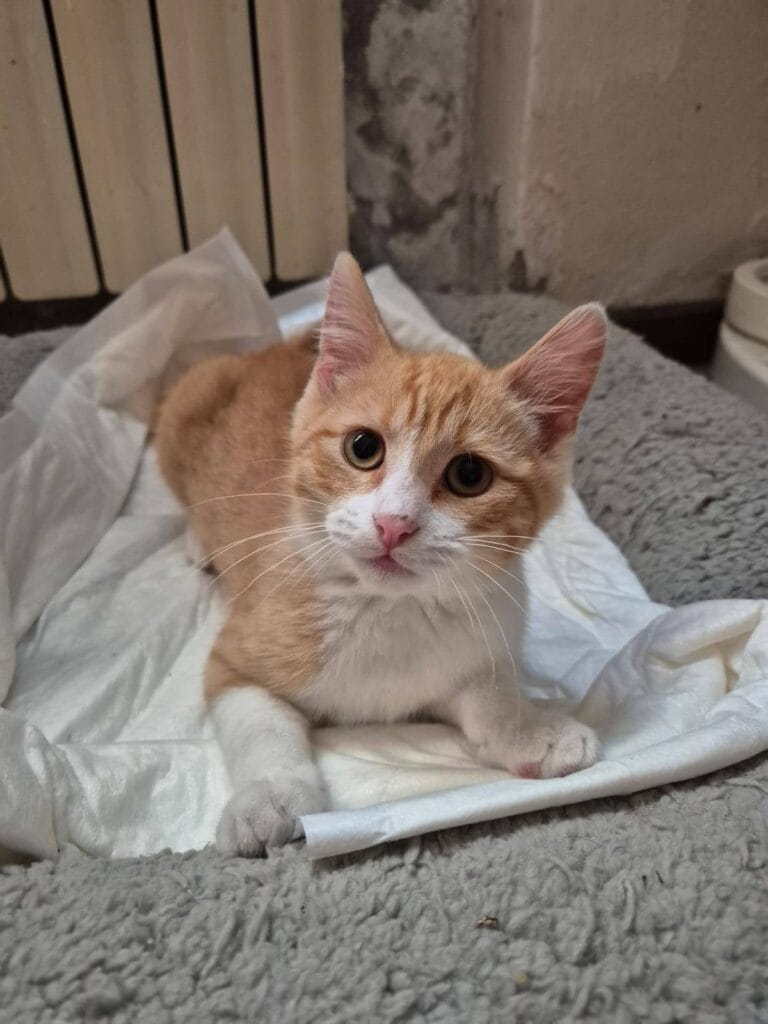 Un gatto rosso seduto su un lenzuolo bianco che guarda nella telecamera