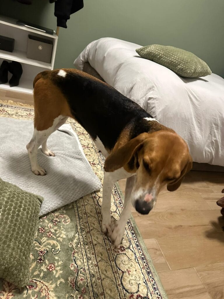 WhatsApp Image 2026-01-31 at 19.26.51 (1)