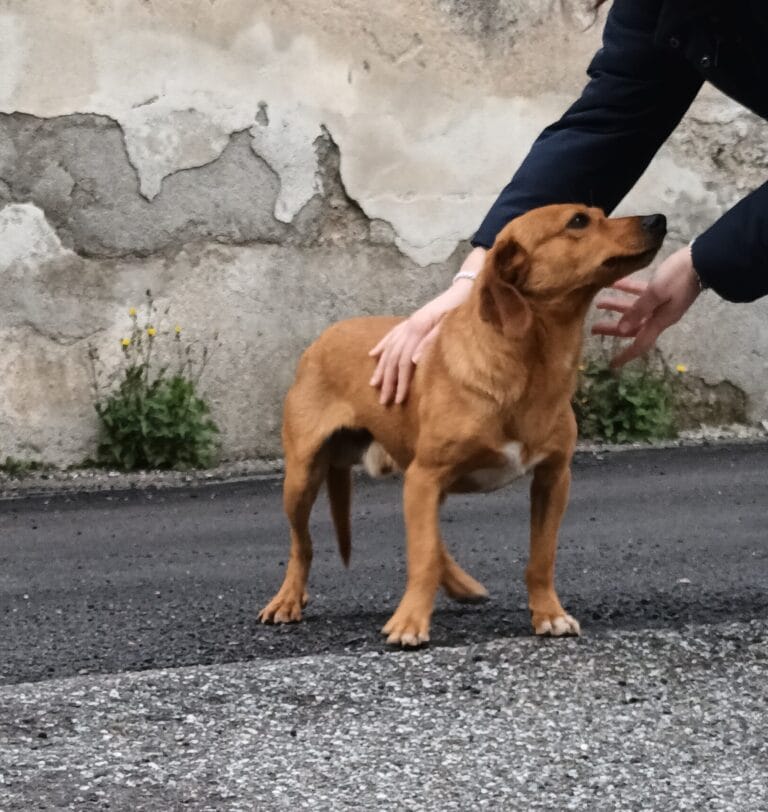 WhatsApp Image 2026-02-17 at 19.13.04 (3)