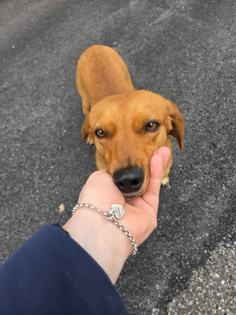 WhatsApp Image 2026-02-17 at 19.13.04 (4)