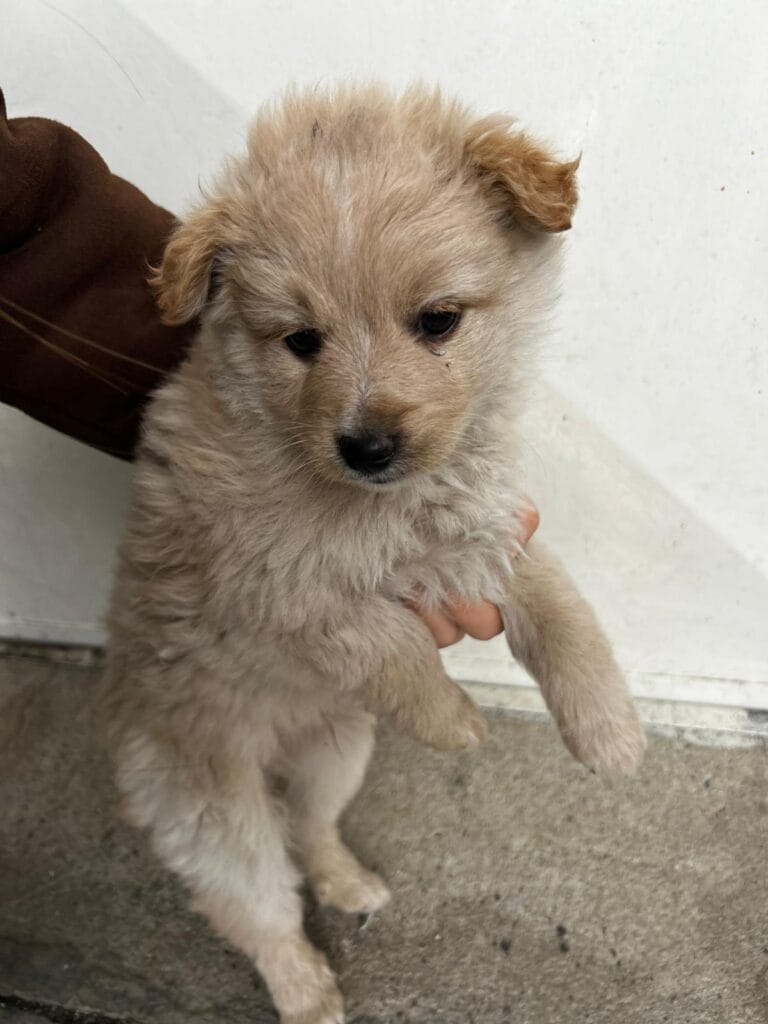 WhatsApp Image 2026-02-25 at 12.15.04 (4)