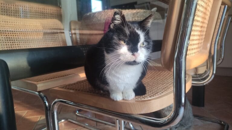 WhatsApp Image 2026-04-01 at 22.15.01 (1)