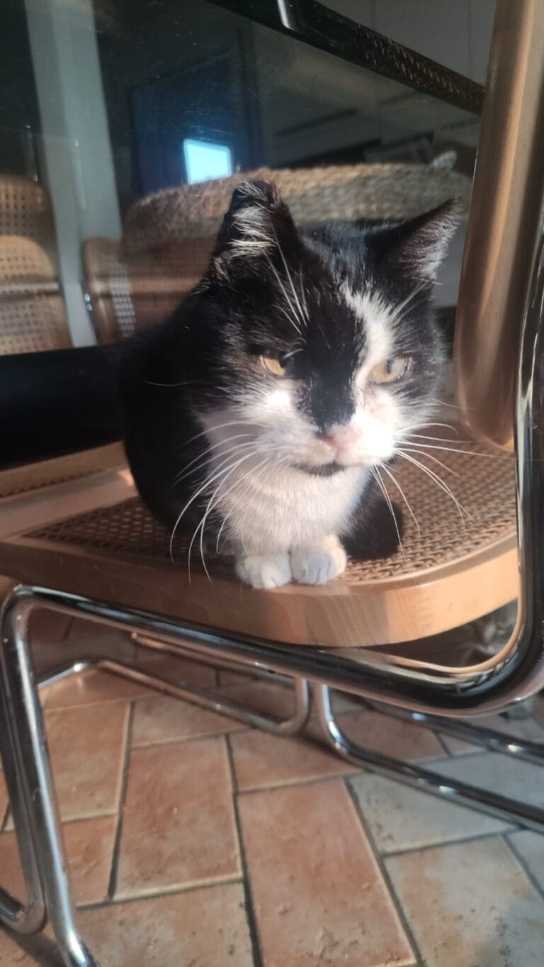 WhatsApp Image 2026-04-01 at 22.15.01 (2)