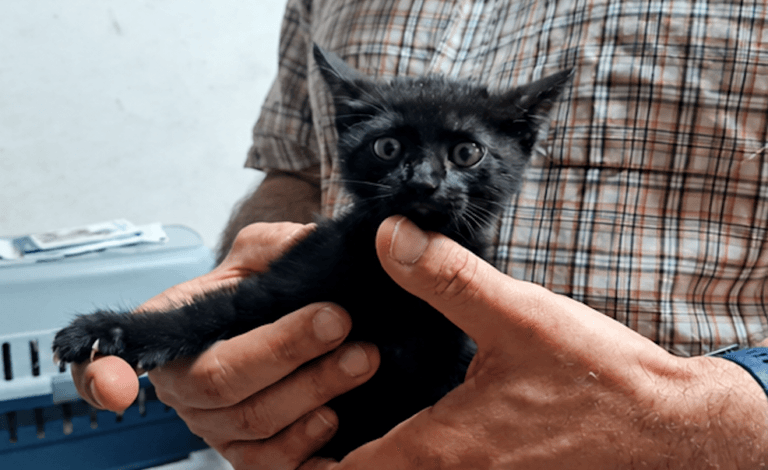 Luna2